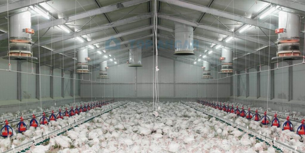 Проектирование птицефабрик: Как избежать критических ошибок и построить прибыльный бизнес